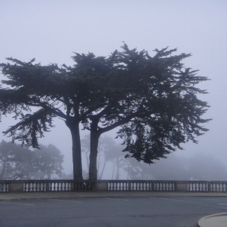 Cyprus tree in fog outside the Legion of Honor, San Francisco, CA (c) Winter Shanck, 2012